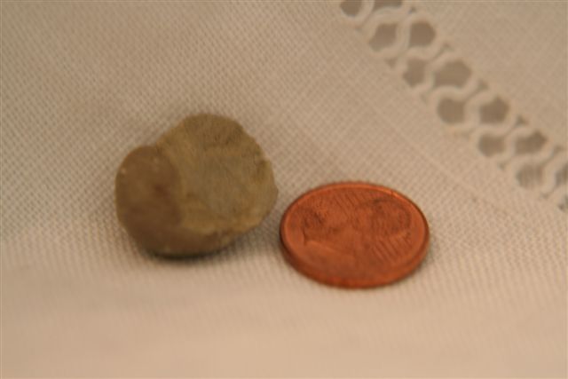 gasteropode?